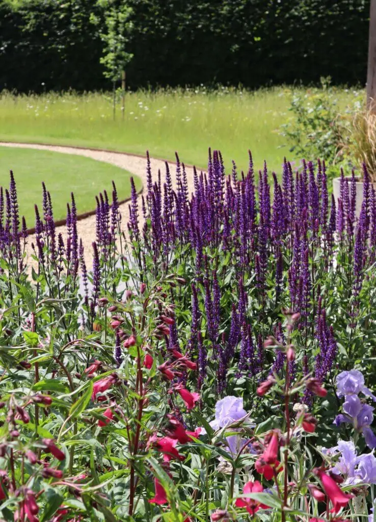 new forest garden planting salvias penstemon