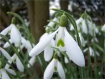 Galanthus ‘Atkinsii’ Snowdrop