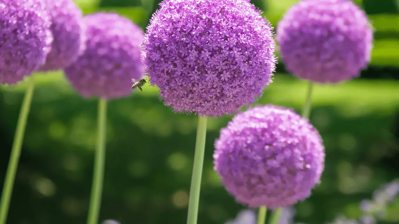 Pink Alliums with bee in garden