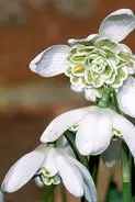 Galanthus nivalis ‘Flore Pleno’ Snowdrop