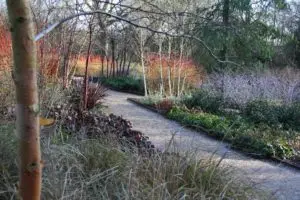 Image of the Winter Garden at Mottisfont Abbey, Hampshire