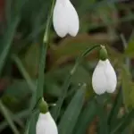 Image of a snowdrop