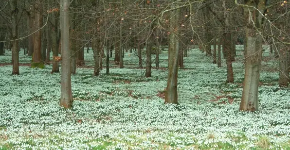 woodland snowdrop scene
