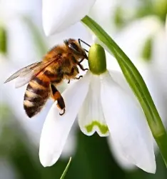 bee on snowdrop