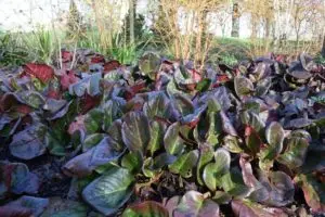 Image of Bergenia