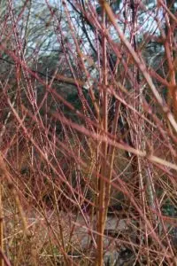 Image of Salix stems at Mottisfont Abbey