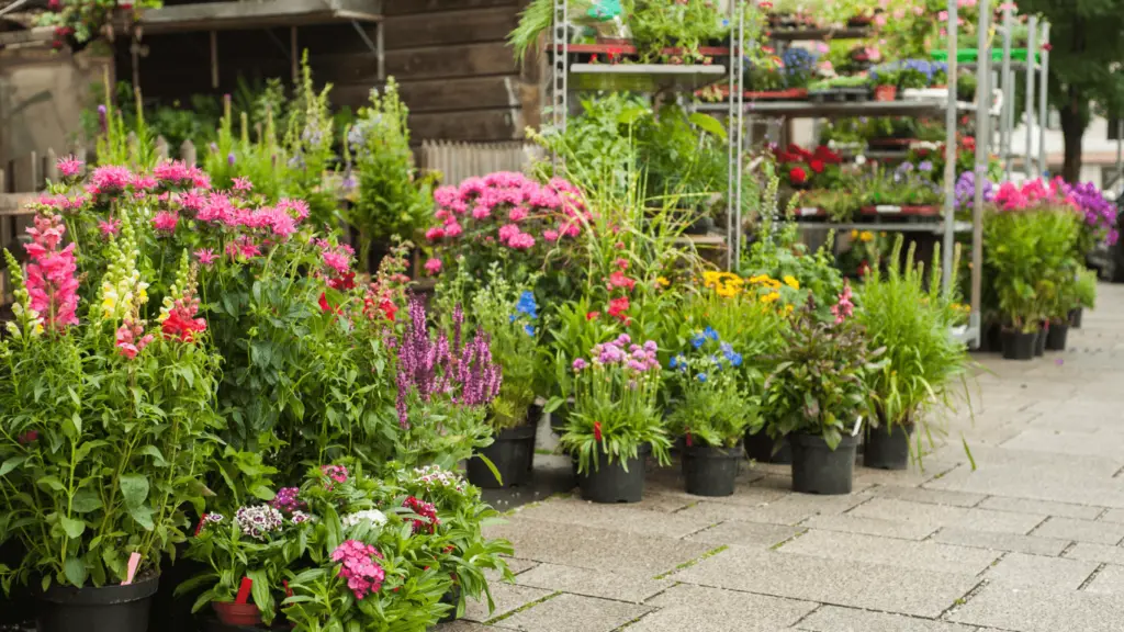 Image showing Plant sourcing and supply service from Belinda Goldsmith Garden Designer