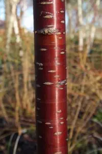 Image of Prunus serrula at Mottisfont Abbey